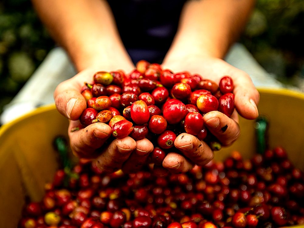 Manos sosteniendo granos de café maduros recién cortados en Capucas