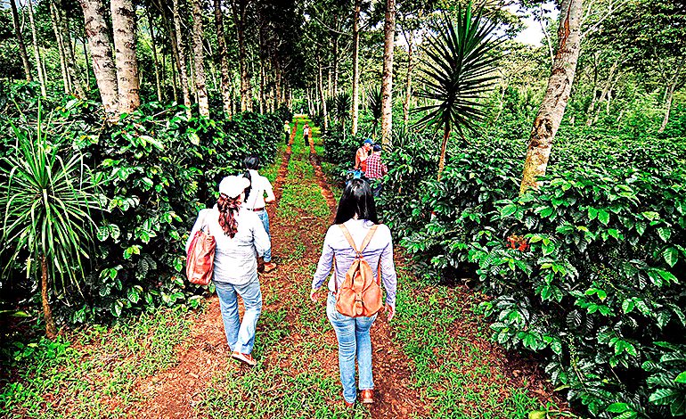Familias recorriendo los cafetales de la Aldea Capucas, San Pedro Copán