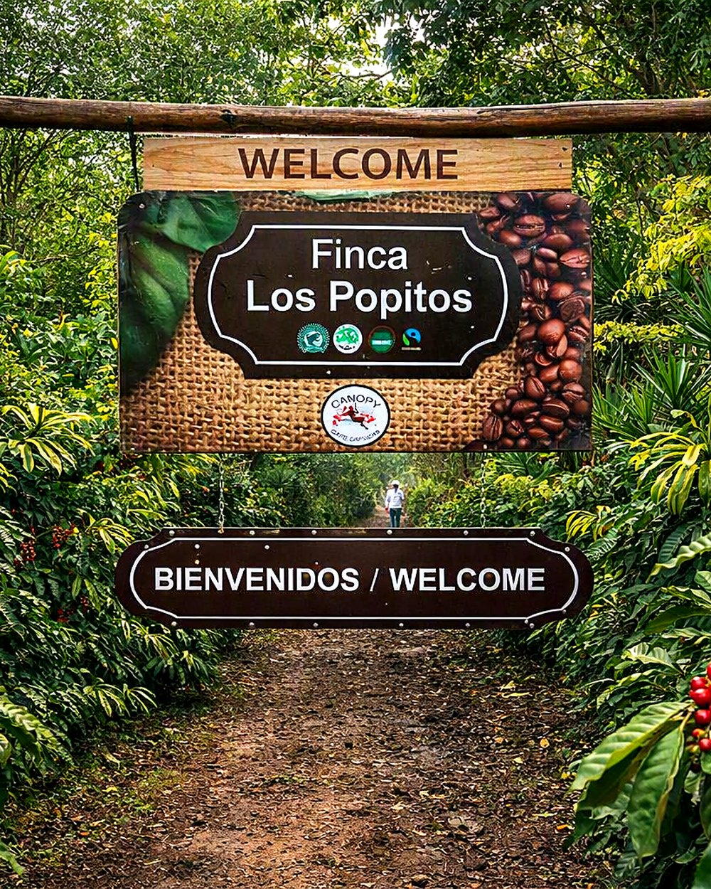 Entrada de Finca Los Popitos, con el rótulo de bienvenida entre matas de café cargadas