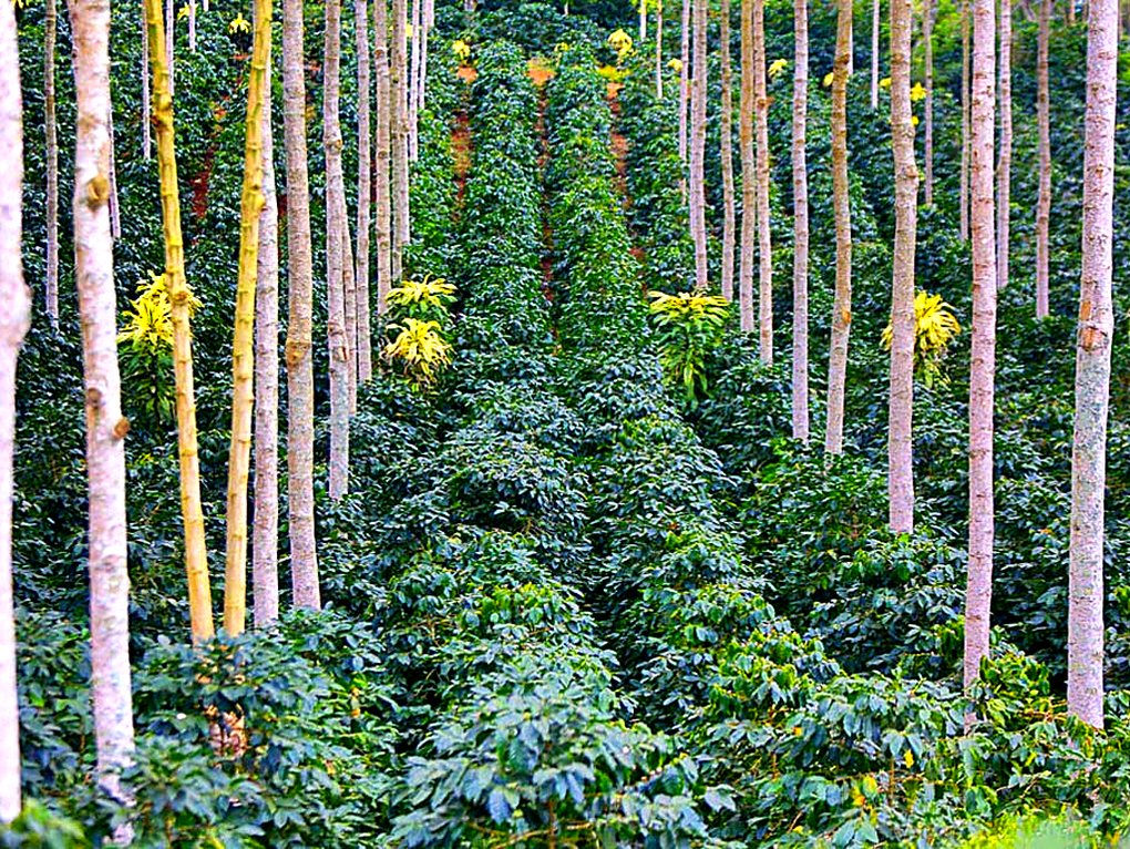 Cafetal creciendo bajo la sombra de árboles maderables en Capucas, Copán